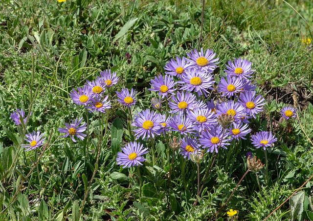 Aster alpinus - Alpen-Aster, Aster des Alpes, Astro alpino