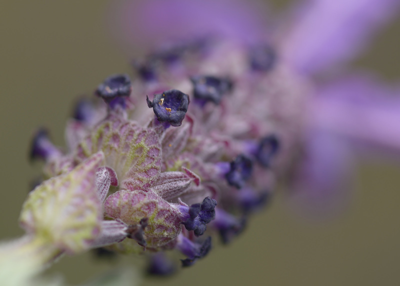 Lavandula stoechas, ssp. luisieri