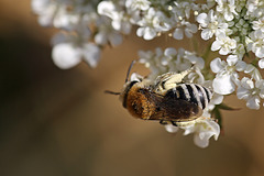 Pointy Bum Bee Needs ID (2)