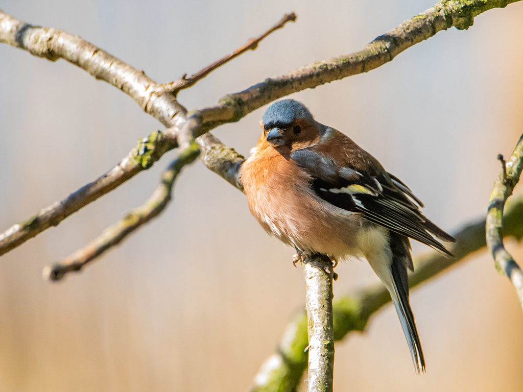 Chaffinch