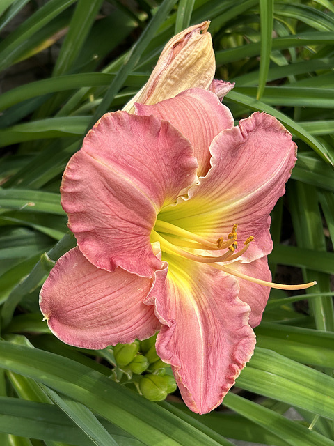 reliable daylily