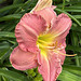 reliable daylily