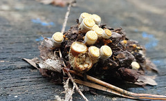Tiegelteuerling (Crucibulum laeve) Tiegelteuerling (Crucibulum laeve)