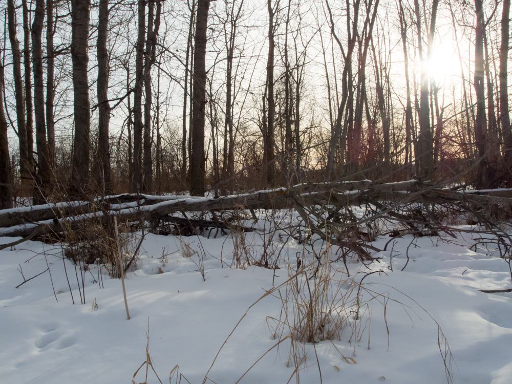 Middle of the Day at Strathcona Wilderness Centre