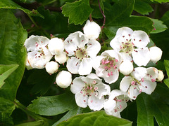 First of the hawthorn blossom - May 18th, 2015