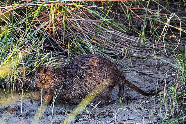 20150525 8222VRAw [F] Nutria, Tour Carbonnière, Camargue