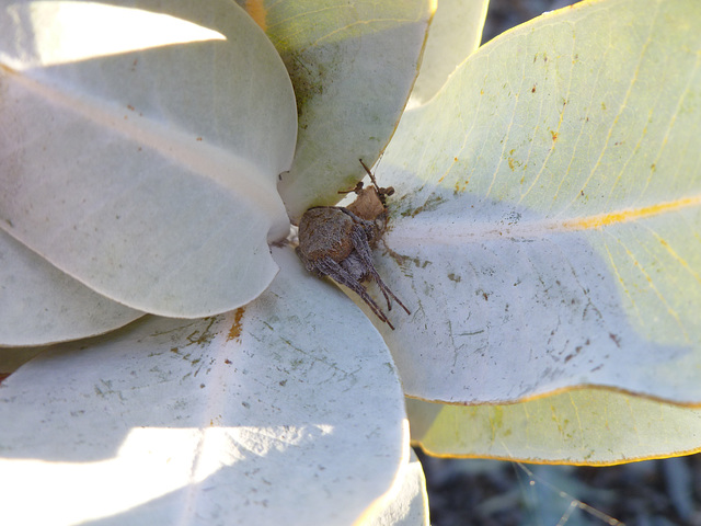 orb spider living in a gum tree shoot