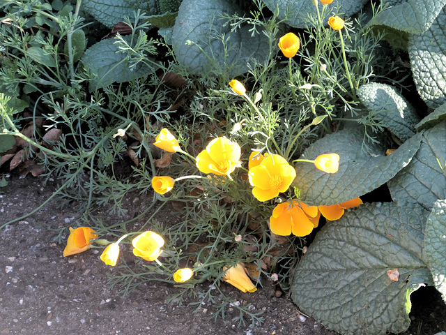 Gelber Mohn