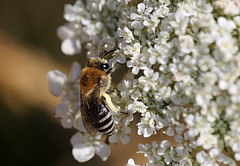 Pointy Bum Bee Needs ID (3)