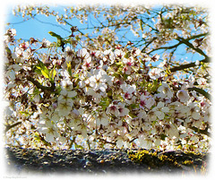 Blossom over the Wall