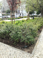 Small garden between Benfica's blocks - XXII