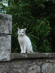 Chat vous regarde...