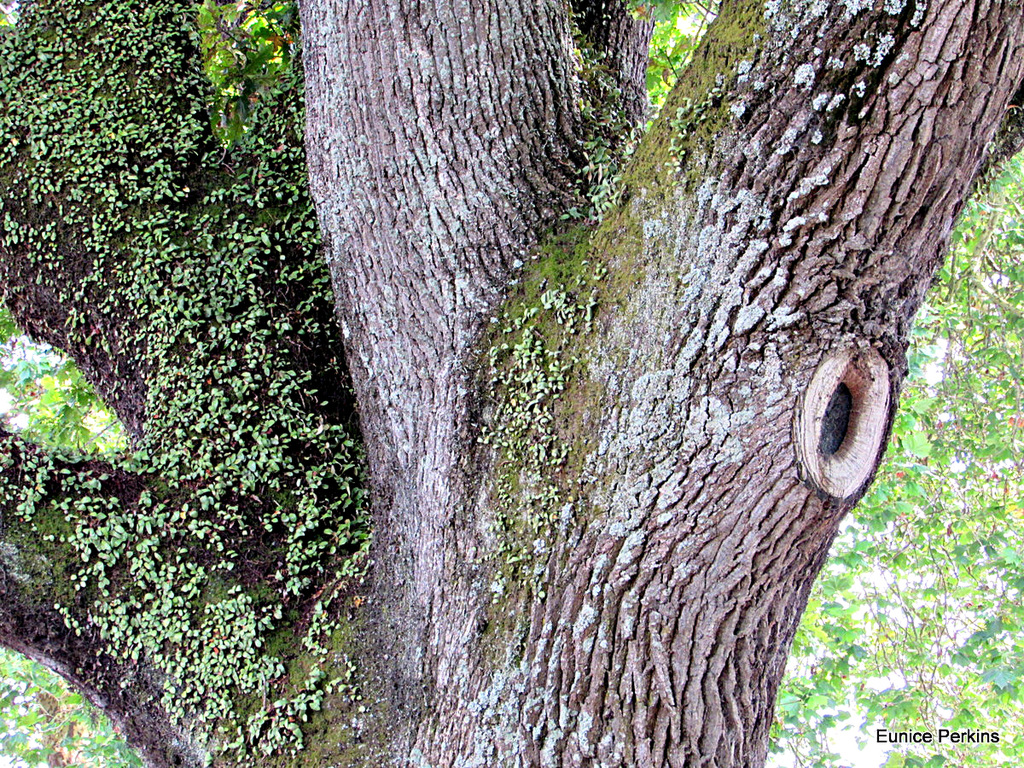 Barking Up the Right Tree.