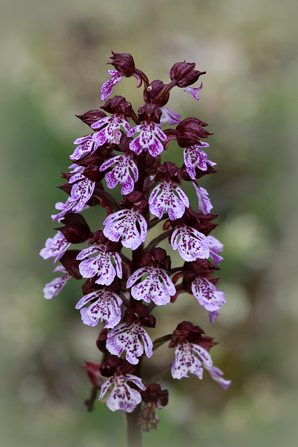 Orchis purpurea