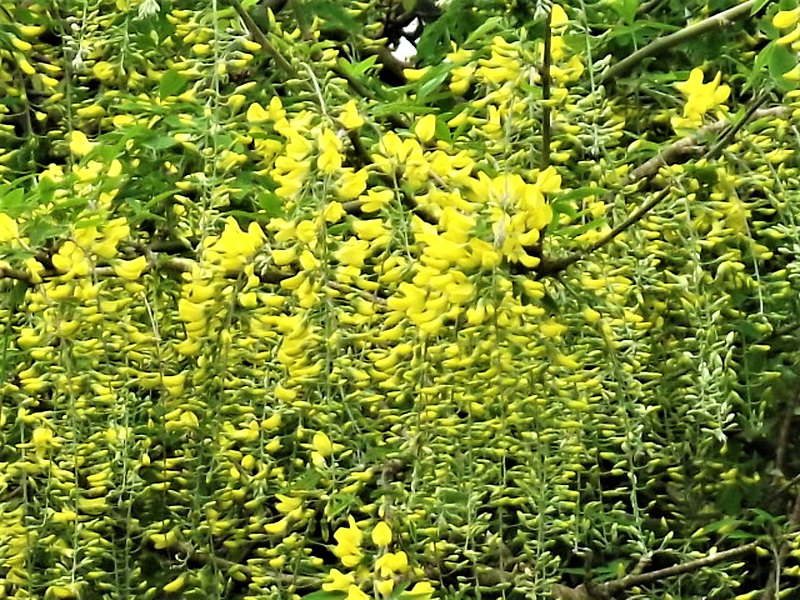 The laburnum is just starting to bloom