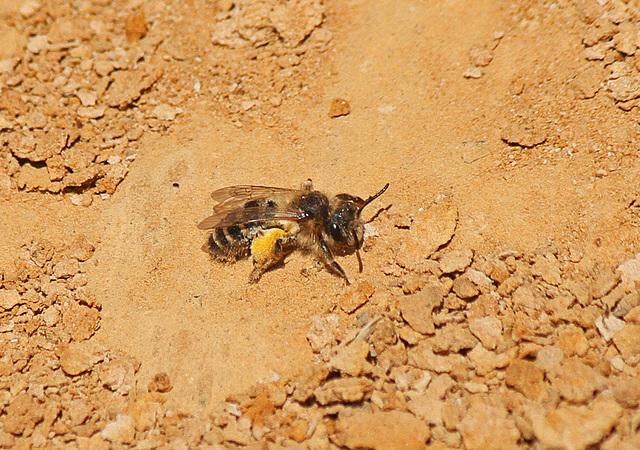 Undercliff Bee