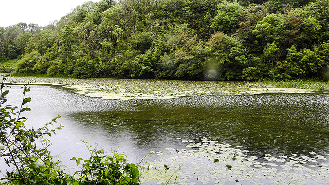 20190611 5003CPw [R~GB] Seerosen, Bosherston Lily ponds, Wales