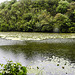 20190611 5003CPw [R~GB] Seerosen, Bosherston Lily ponds, Wales