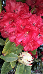 Rhodedendron