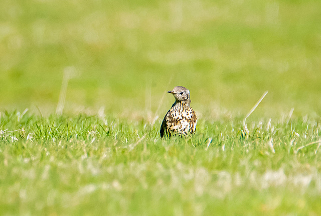 Mistle thrush