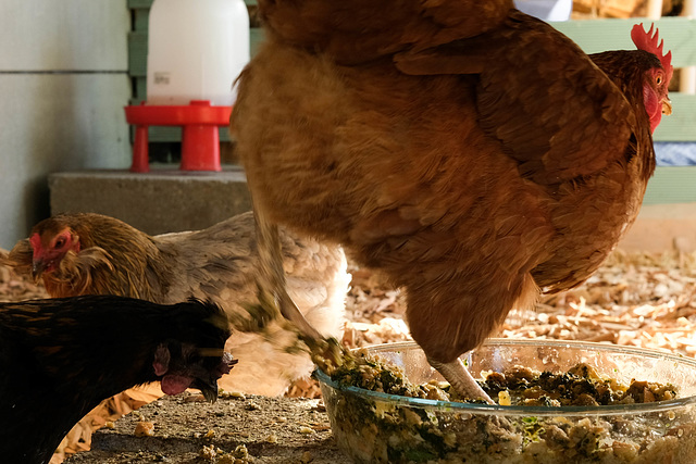 la poulette qui mettait les pattes dans le plat