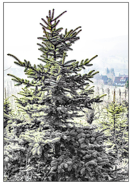 FELDBERG Markgräflerland