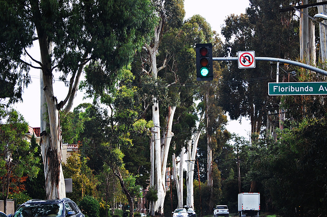 Burlingame trees