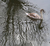 Cygnet among the ripples