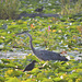 Green Heron and Dad