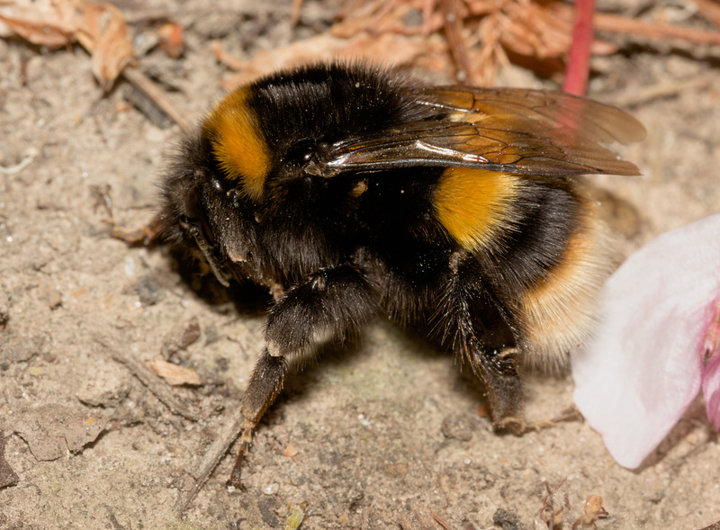 BumbleBeeIMG 4527