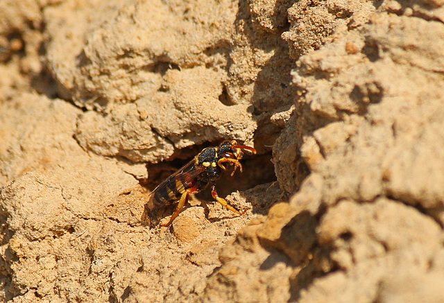 Nomada sp