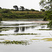 20190611 5004CPw [R~GB] Bosherston Lily ponds, Wales