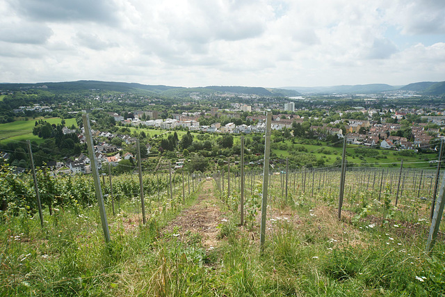 Vines Above Trier