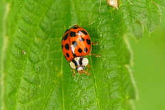 Marienkäfer