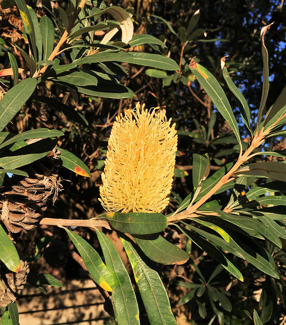 Banksia