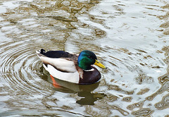 Le Canard colvert,