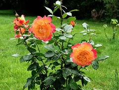 Eine duftende Rose   (pip)