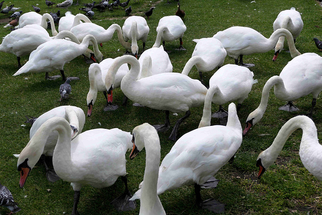 Portchester - Swans