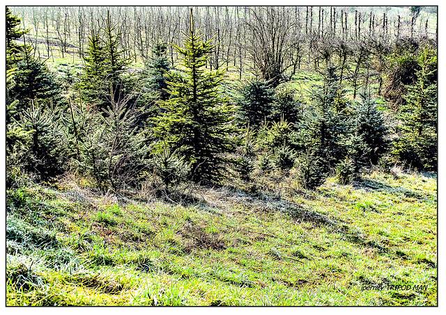 FELDBERG Markgräflerland