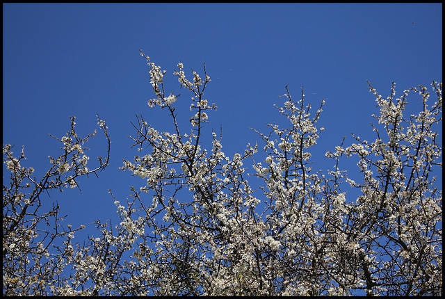 Prunellier (2)