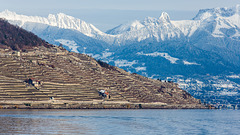 130210 Lavaux préalpes B