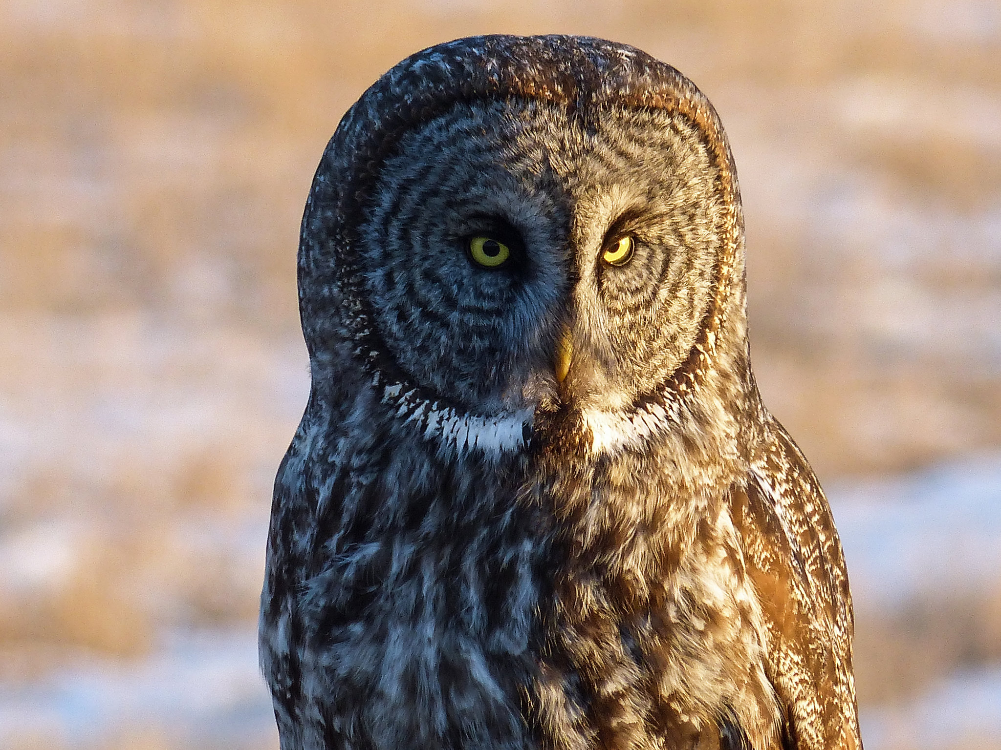 Great Gray Owl in early morning sunlight