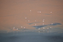 Bolivian Altiplano, Red Surface of the Laguna Colorada