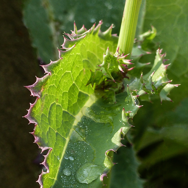 Sowthistle leaves