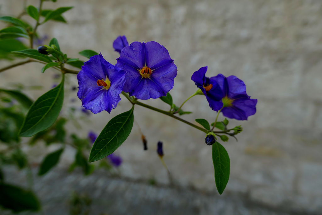 Solanum...