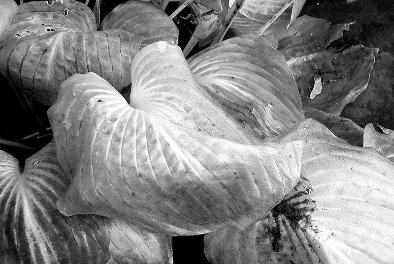 Frosted hosta