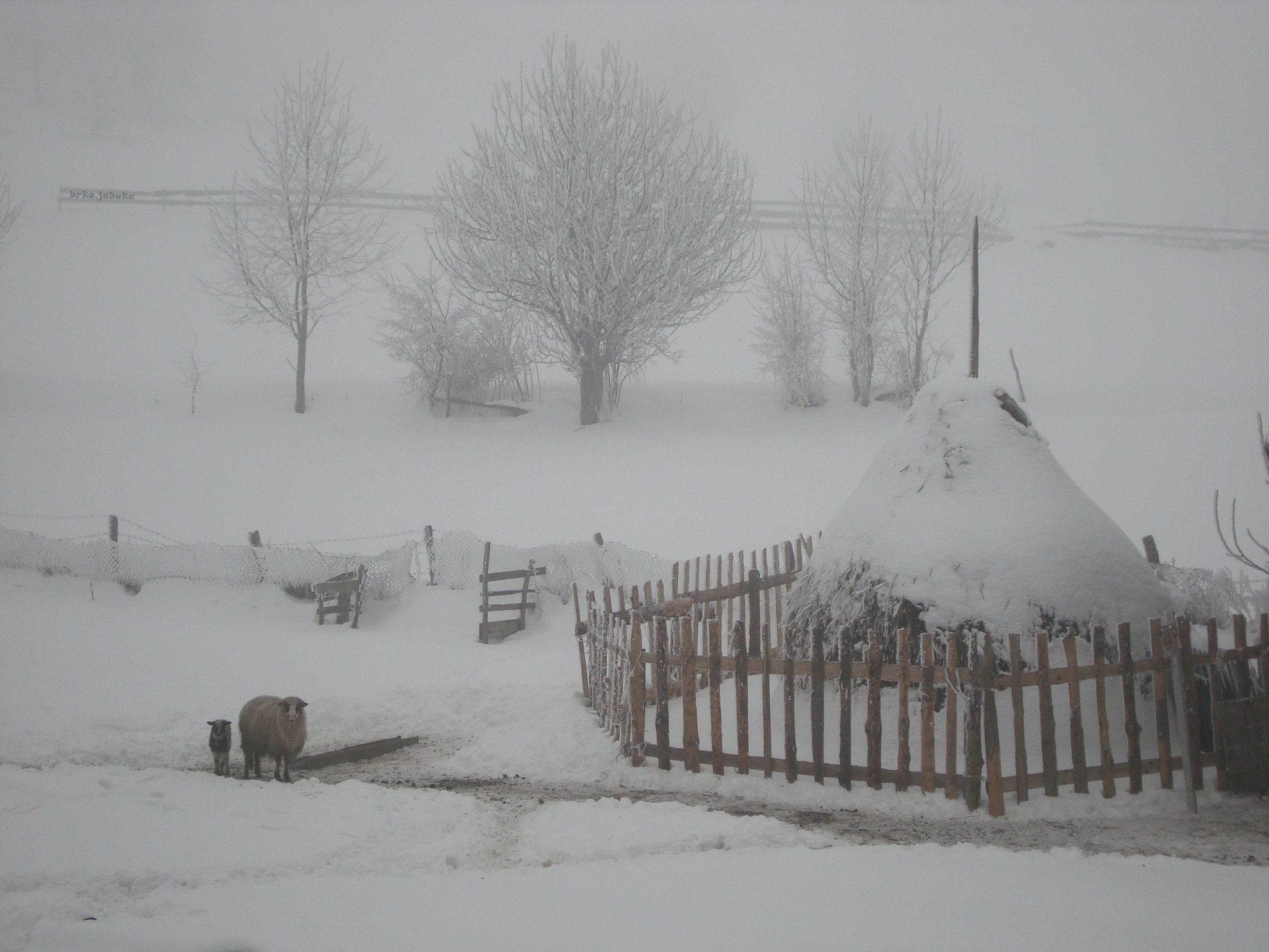 Lost in the mist and snow