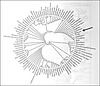 Evolutionary relationship among organisms