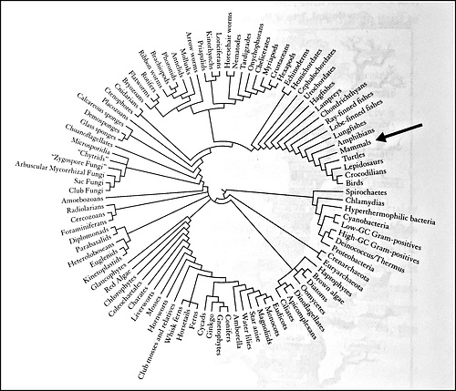 Evolutionary relationship among organisms