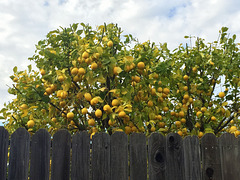 Lemon Tree